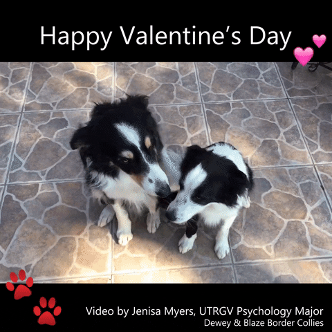 Dogs Feliz Dia De San Valentin GIF