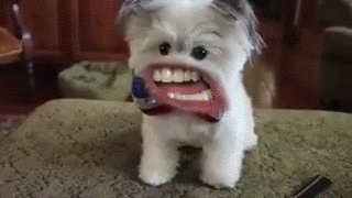 Dogs Funny Faces Compilation GIF