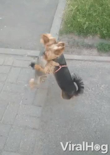 Dogs Hugging And Dancing GIF