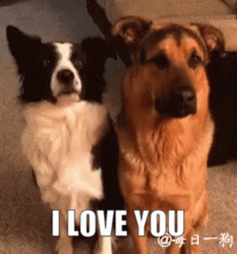 Dogs Hugging I Love You GIF