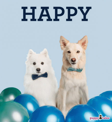 Dogs in Bow Ties With Blue Balloons