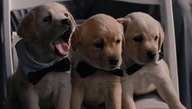 Dogs In Tie Yawning GIF