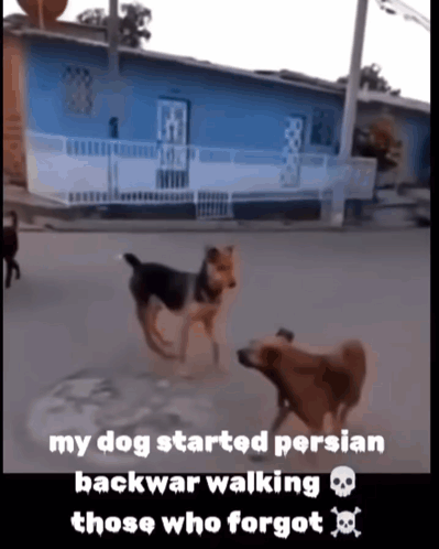 Dogs My Dog Started Persian Backwar Walking