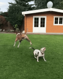 Dogs Playing Balloon GIF