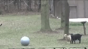 Dogs Playing With Blue Ball