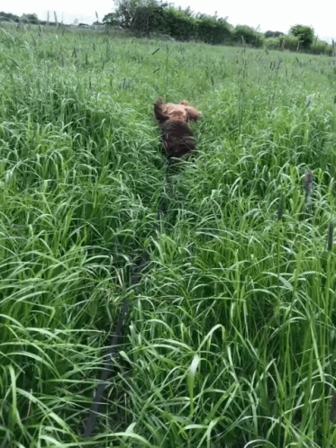 Dogs Running Through The Grass GIF