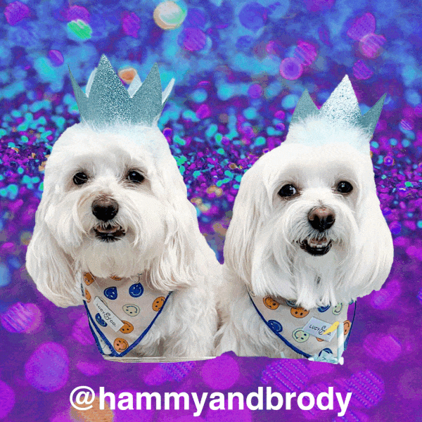 Dogs Send A Greetings Yay It's Your Birthday GIF
