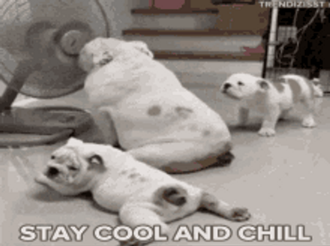 Dogs Staying Cool And Chill Front Fan Hot Weather GIF