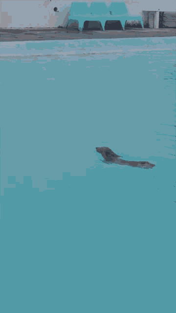Dogs Swimming In Pool GIF