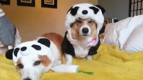 Dogs Wearing Cute Panda Costume GIF