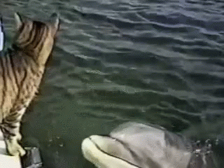Dolphin Kissing A Cat GIF