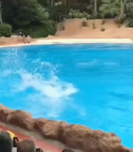 Dolphin Running In Water GIF
