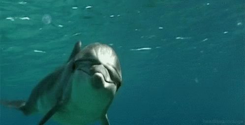Swimming Dolphin GIF