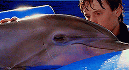 Dolphin Getting Pet GIF