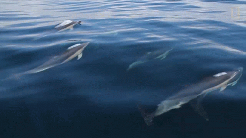 Group Of Dolphin Swimming GIF