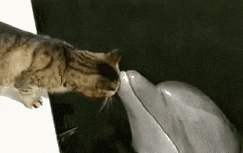 Dolphin With A Cat GIF