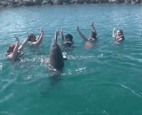 Dolphin Spinning With People GIF