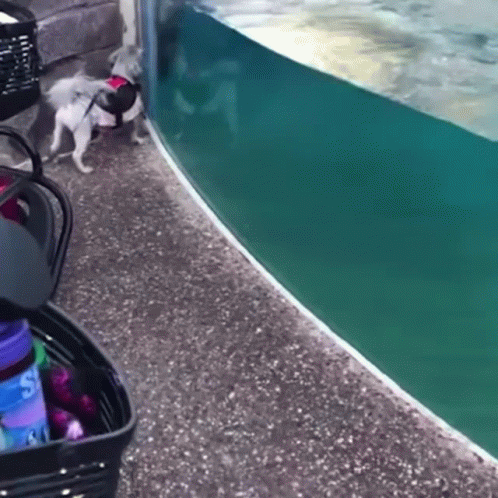 Dog Racing With Dolphin GIF