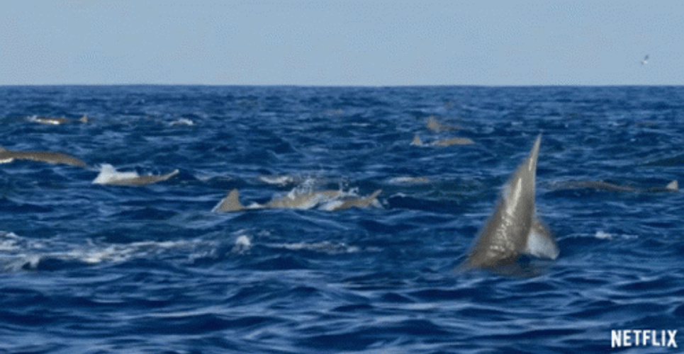 Dolphin Diving GIF