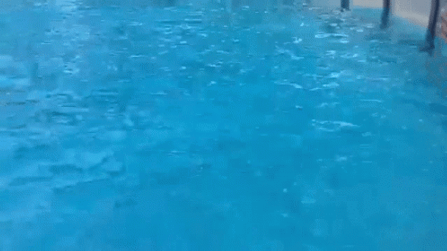 Dolphin Doing Tricks GIF