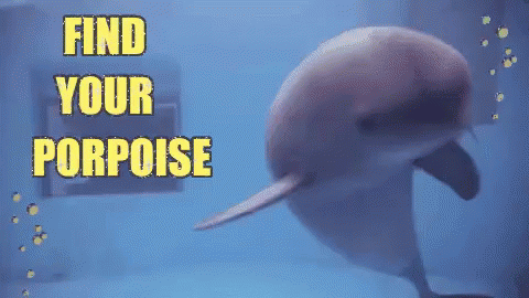 Dolphin Find Your Porpoise GIF