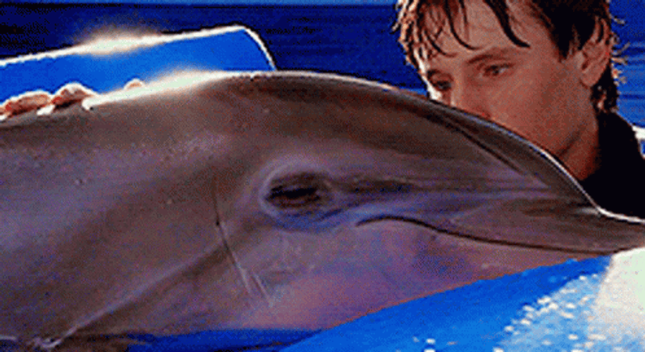 Dolphin Getting Pet GIF