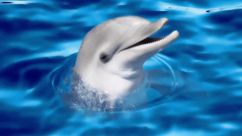 Dolphin In The Ocean GIF