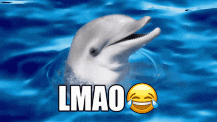 Dolphin LMAO GIF