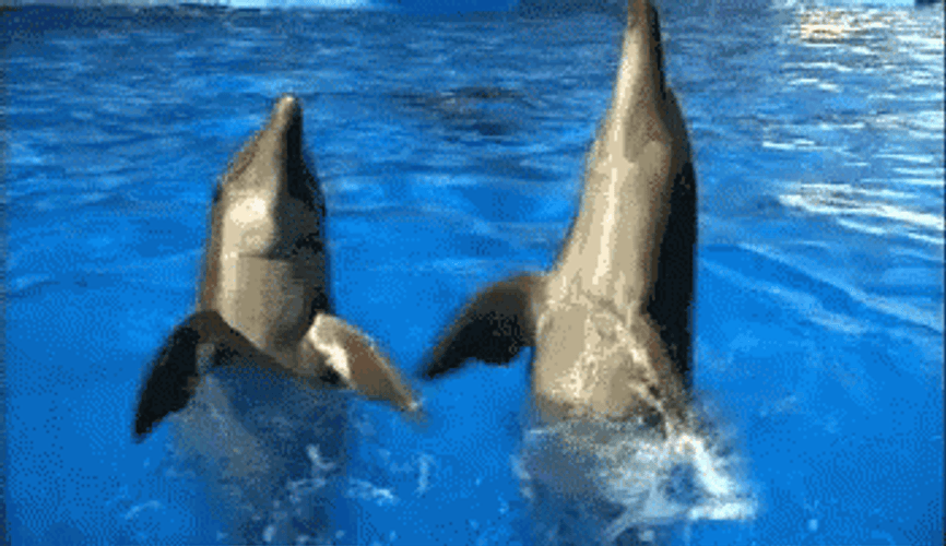 Dolphin Looking Up GIF