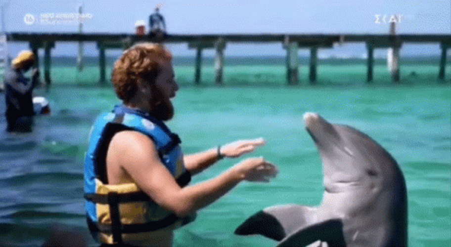 Dolphin Playing With Instructor GIF