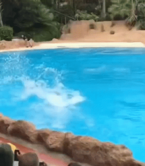 Dolphin Running In Water GIF