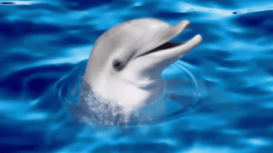 Dolphin Sinking In The Water GIF