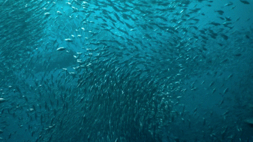 Dolphin Surrounded by School of Fish