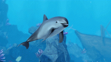 Dolphin Swimming Blue Ocean