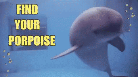 Dolphin Swimming Find Your Porpoise GIF