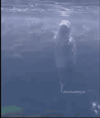 Dolphin Swimming In Ocean #Michaelboyd GIF
