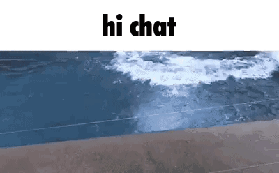 Dolphin Swimming in Ocean With Hi Chat