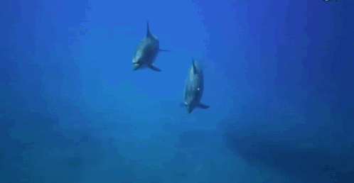 Dolphin Swimming With Shark