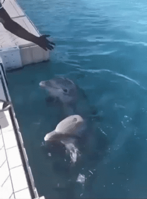 Dolphin Tricks GIF