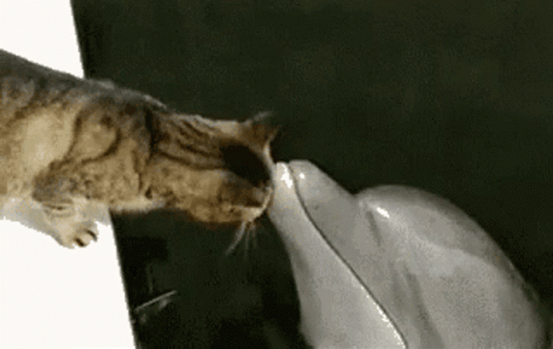 Dolphin With A Cat GIF
