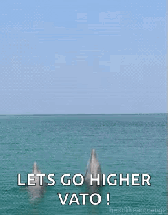 Dolphins Jumping Out Of Water Lets Go Higher Vato GIF