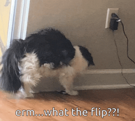 Domestic Long Haired Cat Back Flip GIF