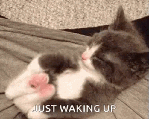 Domestic Short Cat Just Waking Up GIF