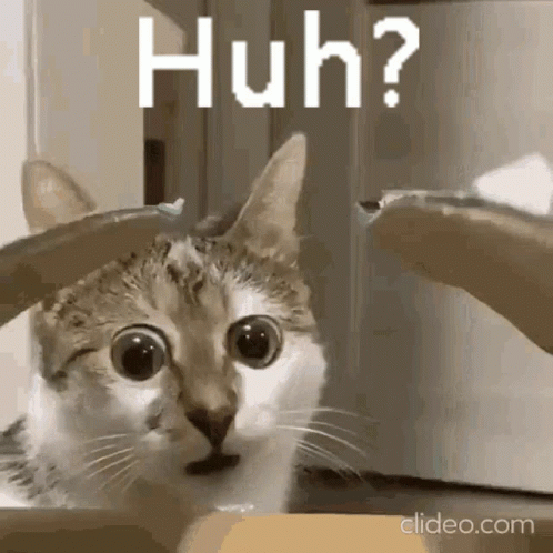 Domestic Short Haired Huh Cat Meme GIF