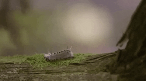 Domestic Silk Moth Caterpillar GIF
