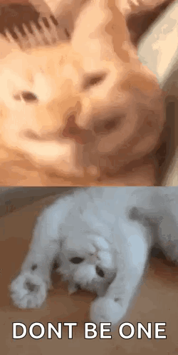 Don't Be One Happy Cat Meme GIF