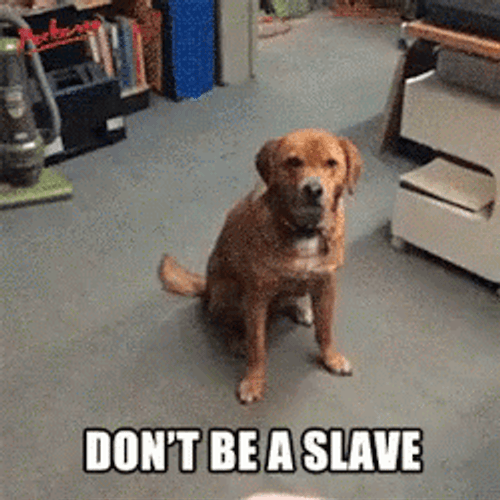 Don't Be Slave Stubborn Dog Won't Play GIF