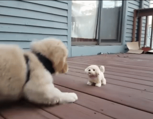 Don't Bully Me Sheepdog GIF