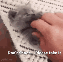 Don't Shoot Please Take It Petting Small Animal