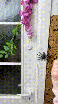Don't Touch Spider GIF